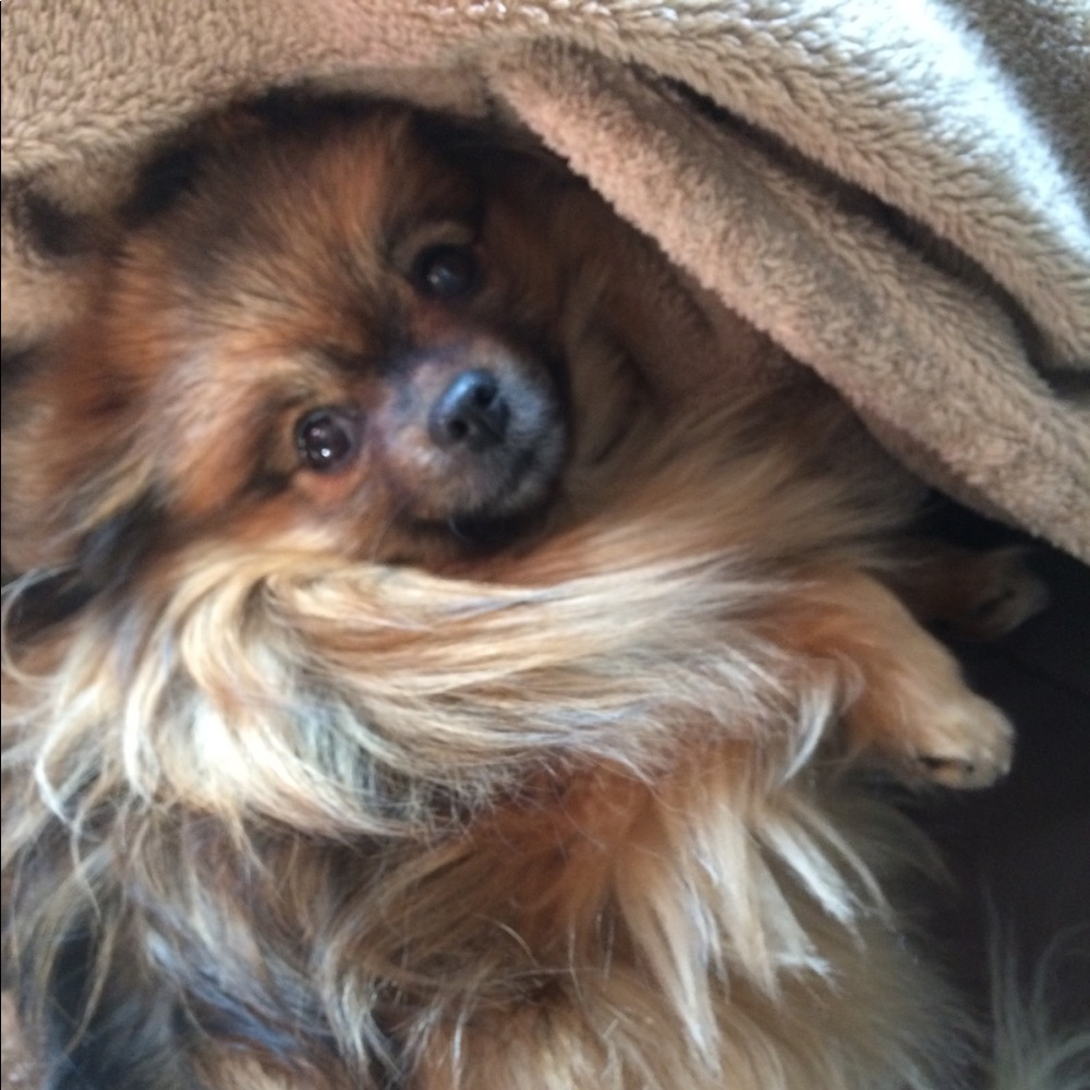 Meet your Posher, Shayna